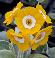 Load image into Gallery viewer, Auricula &#39;BRASSO&#39; (S)
