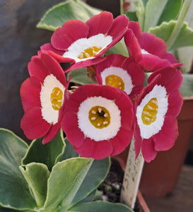 Auricula 'STRAWBERRY FIELDS' (Self)