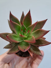 Load image into Gallery viewer, Echeveria RED GLOW
