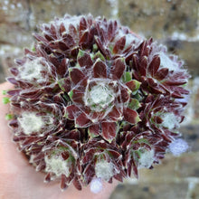 Load image into Gallery viewer, Sempervivum SILBERLING
