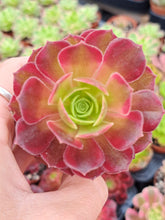 Load image into Gallery viewer, Aeonium ANNA
