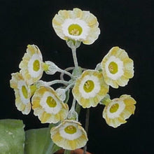 Load image into Gallery viewer, Auricula &#39;FABULOSO&#39; (St)
