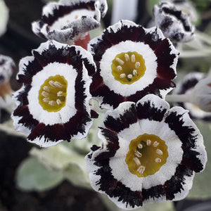 Auricula 'GREY DAY' (Grey Edged)