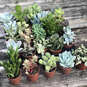 x6 Our Choice of Mixed Succulents 5.5cm