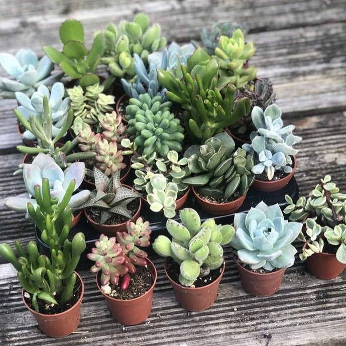 x6 Our Choice of Mixed Succulents 5.5cm – W & S Lockyer