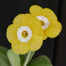 Load image into Gallery viewer, Auricula &#39;BRASSO&#39; (S)

