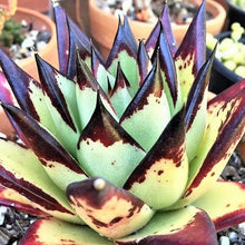 Load image into Gallery viewer, Echeveria agavoides EBONY
