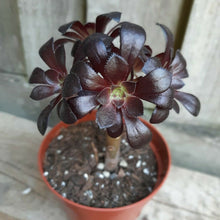 Load image into Gallery viewer, Aeonium arboreum SCHWARZKOPF Black Rose
