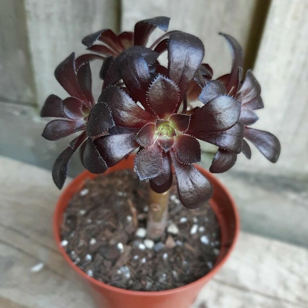 Aeonium arboreum SCHWARZKOPF Black Rose
