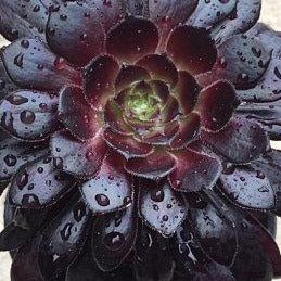 aeonium schwarzkopf succulent Aeonium arboreum SCHWARZKOPF Black Rose – W & S Lockyer