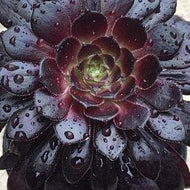 Aeonium arboreum ‘Schwarzkopf’ – Black Rose Succulent