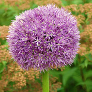 Allium ‘Globemaster’ – Pack of 3 Bulbs