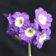 Load image into Gallery viewer, Auricula &#39;BLUE BELLA&#39; (B)
