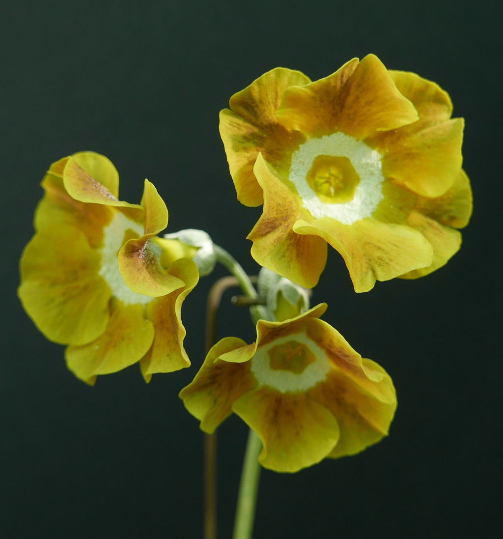 Auricula 'CURRY BLEND' (B)