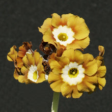 Load image into Gallery viewer, Auricula &#39;DICK ROGERS&#39; (B)
