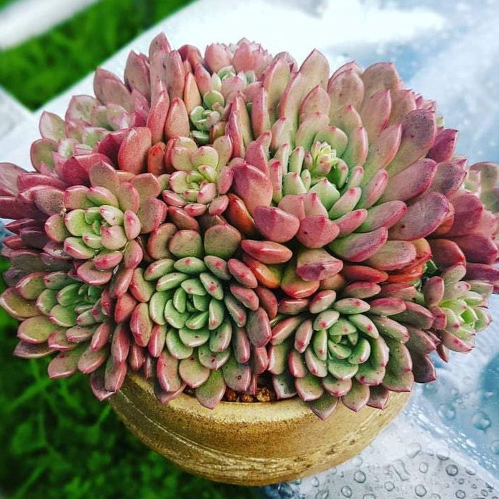 Graptoveria PINK RUBY Syn. BASHFUL 5.5cm