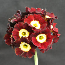 Load image into Gallery viewer, Auricula &#39;EDEN PORTHOS&#39; (B)
