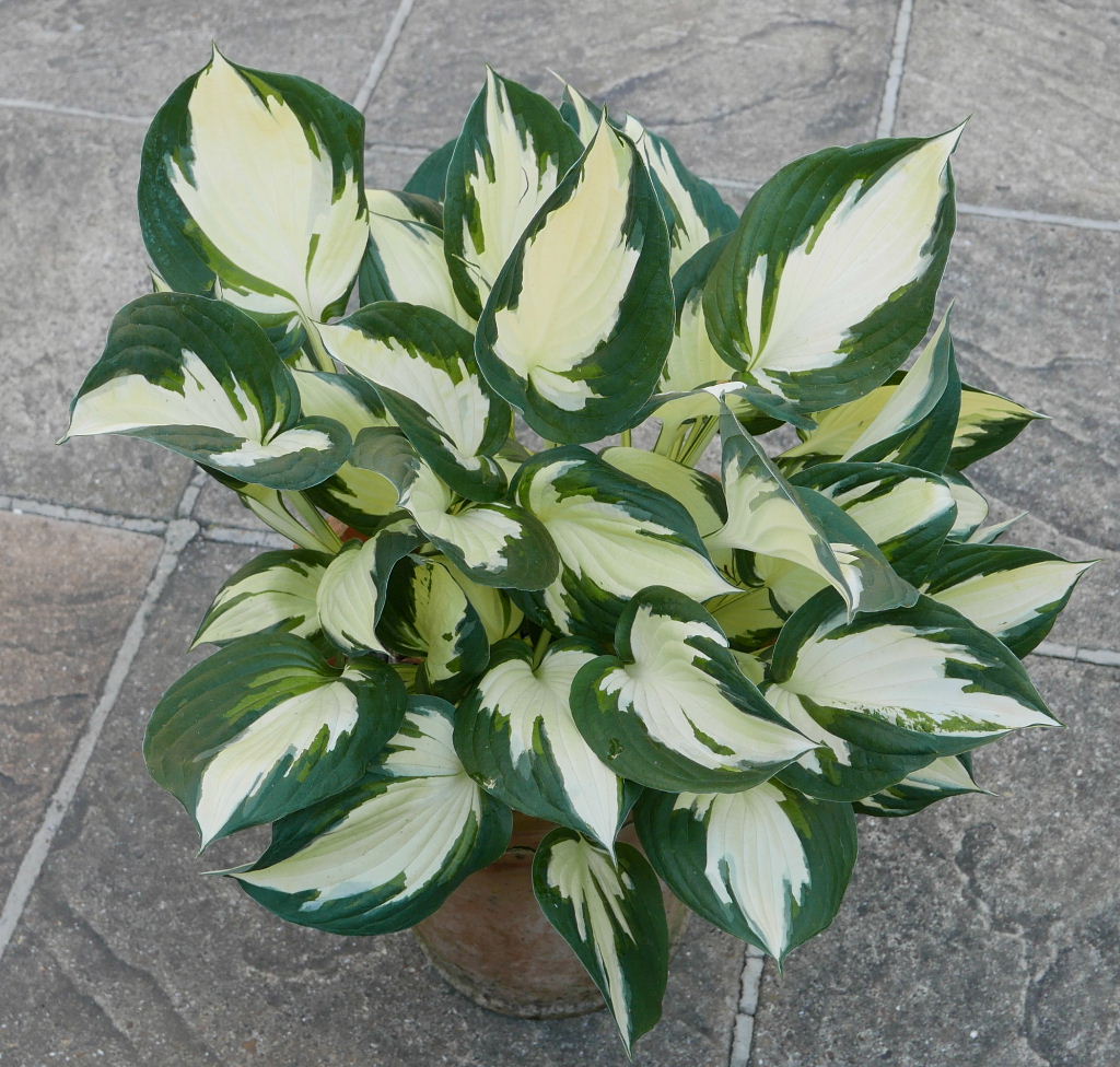 Hosta FIRE AND ICE