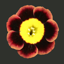 Load image into Gallery viewer, Auricula &#39;GOLDEN GLORY&#39; (A)
