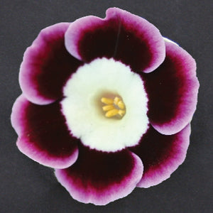 Auricula 'HEADY (A)