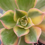 Aeonium haworthii ‘Dreamcolor’ (Kiwi, Tricolor) – Variegated Succulent