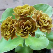 Load image into Gallery viewer, Auricula &#39;FOREST FERN&#39; (D)
