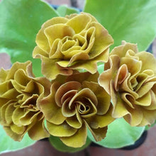 Load image into Gallery viewer, Auricula &#39;FOREST FERN&#39; (D)
