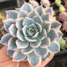 Load image into Gallery viewer, Echeveria subsessilis Variegated
