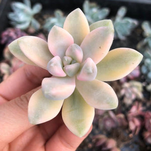 Graptoveria titubans APRICOT VARIEGATED