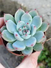 Load image into Gallery viewer, Echeveria Chihuahuaensis
