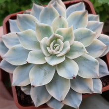 Load image into Gallery viewer, Echeveria subsessilis Variegated
