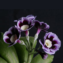 Load image into Gallery viewer, Auricula &#39;LARRY&#39; (A)
