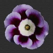 Load image into Gallery viewer, Auricula &#39;LARRY&#39; (A)
