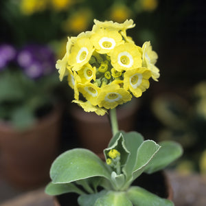 Auricula 'LUCY LOCKET' (B)