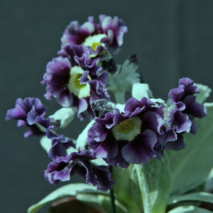 Auricula 'McWATT'S BLUE' (B)