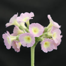 Load image into Gallery viewer, Auricula &#39;POWDER PUFF&#39; (B)
