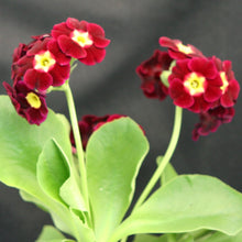 Load image into Gallery viewer, Auricula &#39;RUBY TUESDAY&#39; (B)
