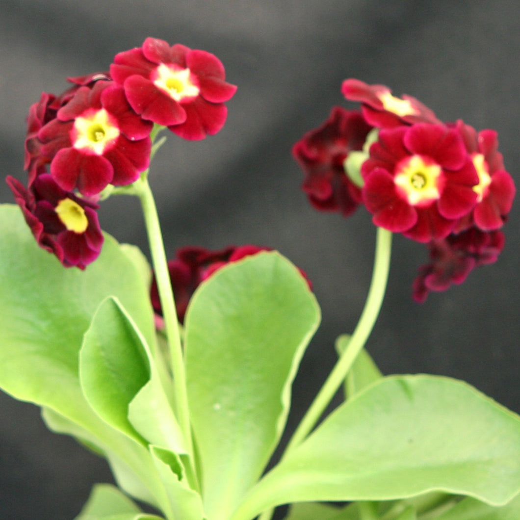 Auricula 'RUBY TUESDAY' (B)