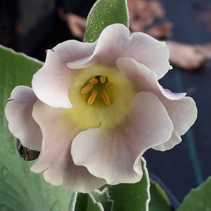 Auricula 'MISTY' (B)