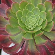 Aeonium FIESTA
