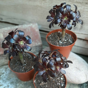 Aeonium arboreum SCHWARZKOPF Black Rose