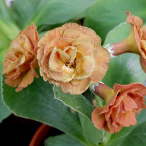 Auricula 'ALBERT BAILEY' (D)