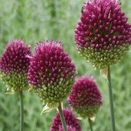 Allium sphaerocephalon (Drumstick Allium) – Pack of 20 Bulbs