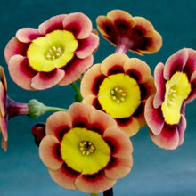Load image into Gallery viewer, Auricula &#39;ANCIENT SOCIETY&#39; (A)
