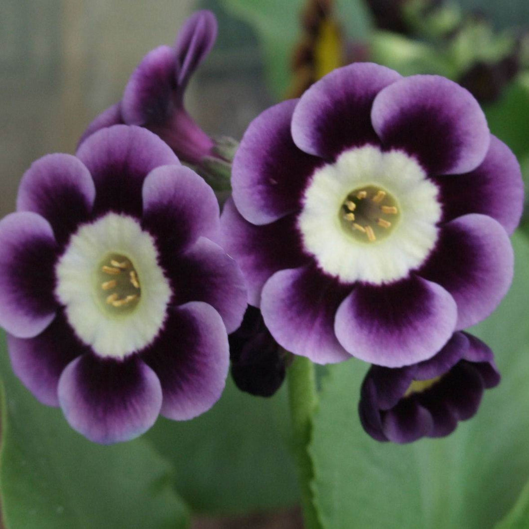 Auricula 'ANDREW HUNTER' (A)