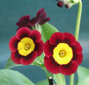 Auricula 'APPLECROSS' (A)