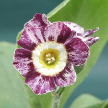 Load image into Gallery viewer, Auricula &#39;ARUNDEL STRIPE&#39; (St)
