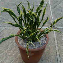 Load image into Gallery viewer, Hosta HANDS UP (1.5 Litre)
