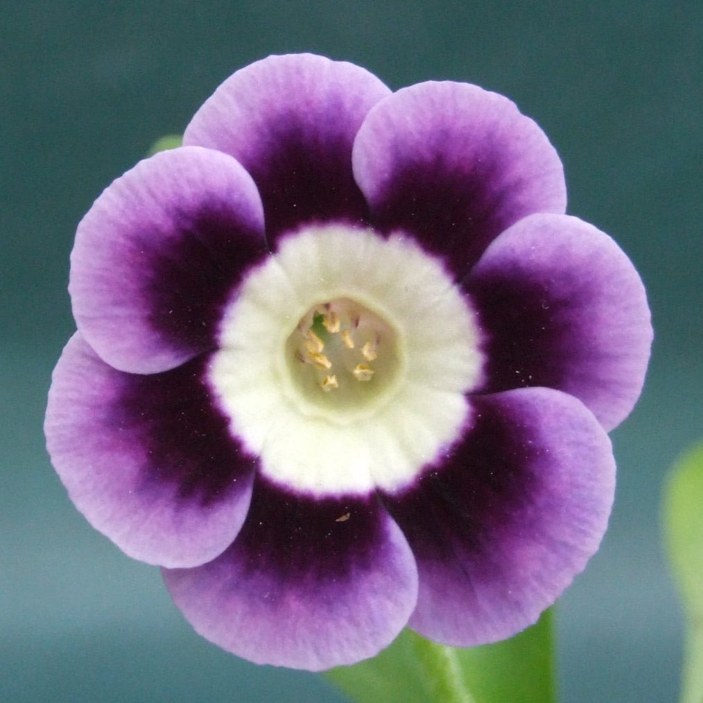 Auricula 'CAMBODUNUM' (A)