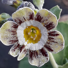 Load image into Gallery viewer, Auricula &#39;ROBIN HOOD&#39; (Str)
